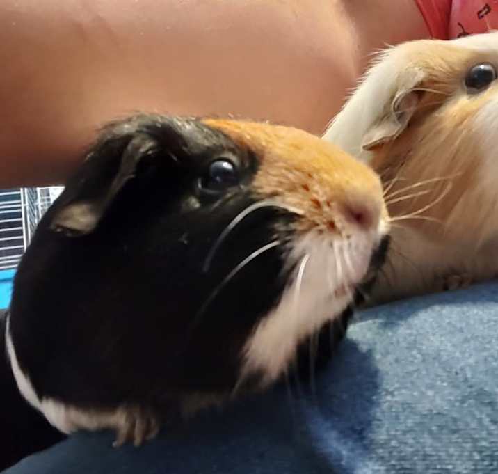 Photo of Cici & Trixee