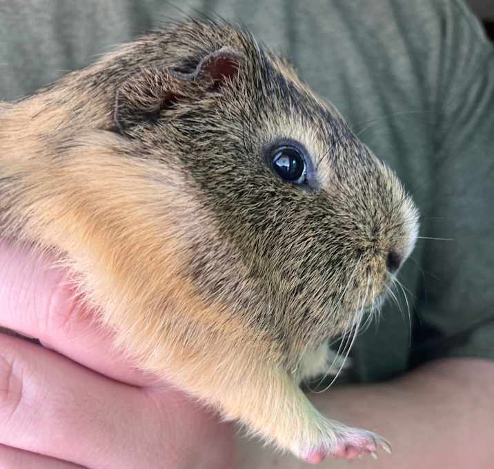 Photo of Frodo