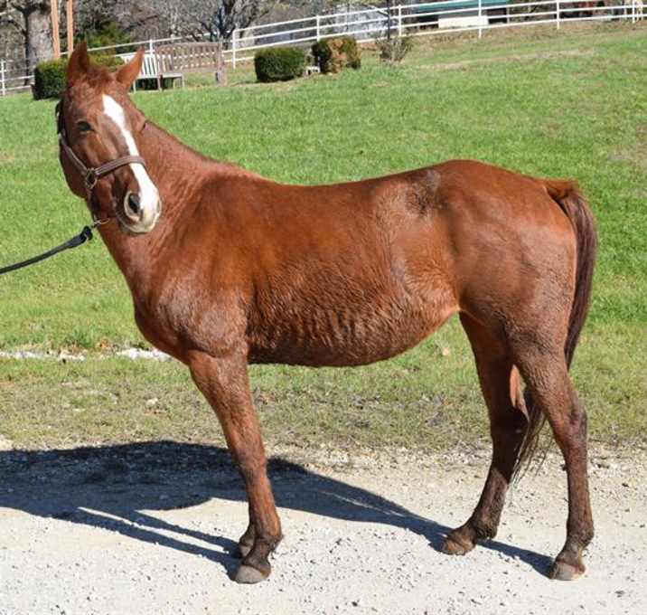 Photo of HAZEL