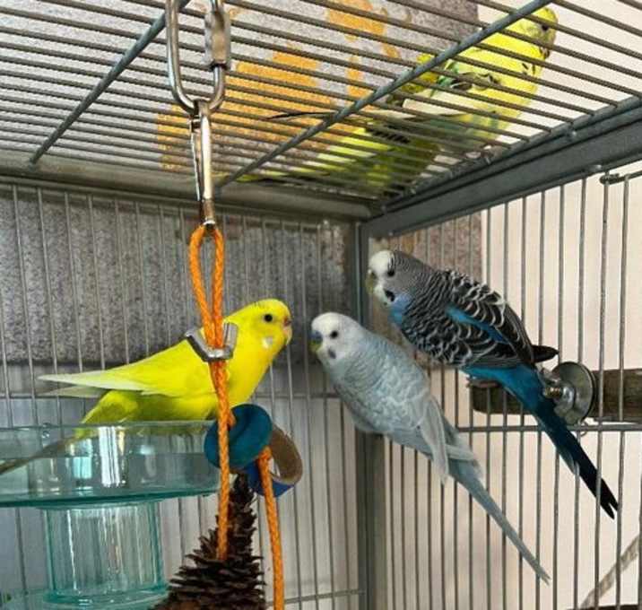 Photo of Rita Coco Bleu Calypso Kiwi
