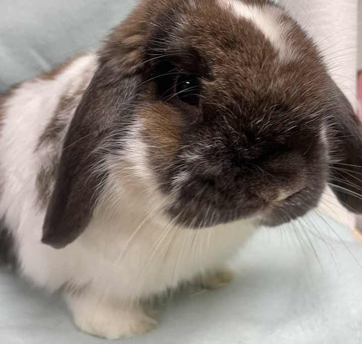 Photo of Dash