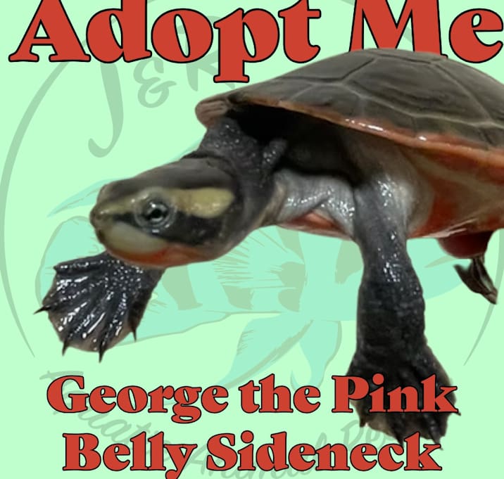 Photo of George the Pinkbelly Sideneck