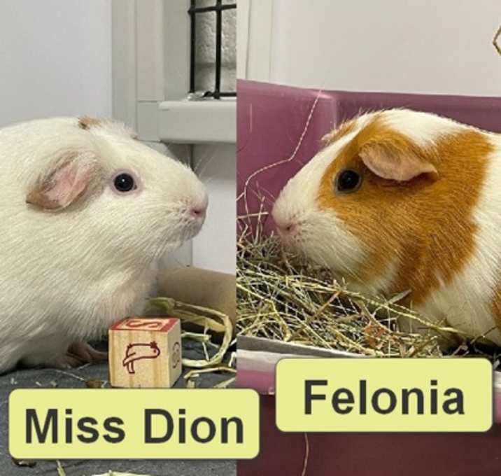 Photo of Felonia