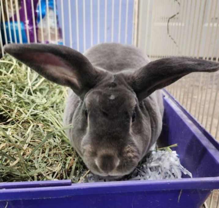 Photo of Mr. Potato (pending)
