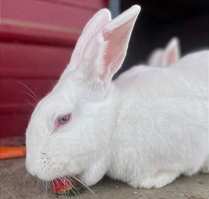 Photo of Paisley
