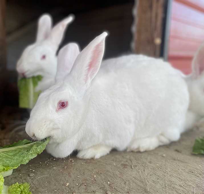 Photo of Tulip