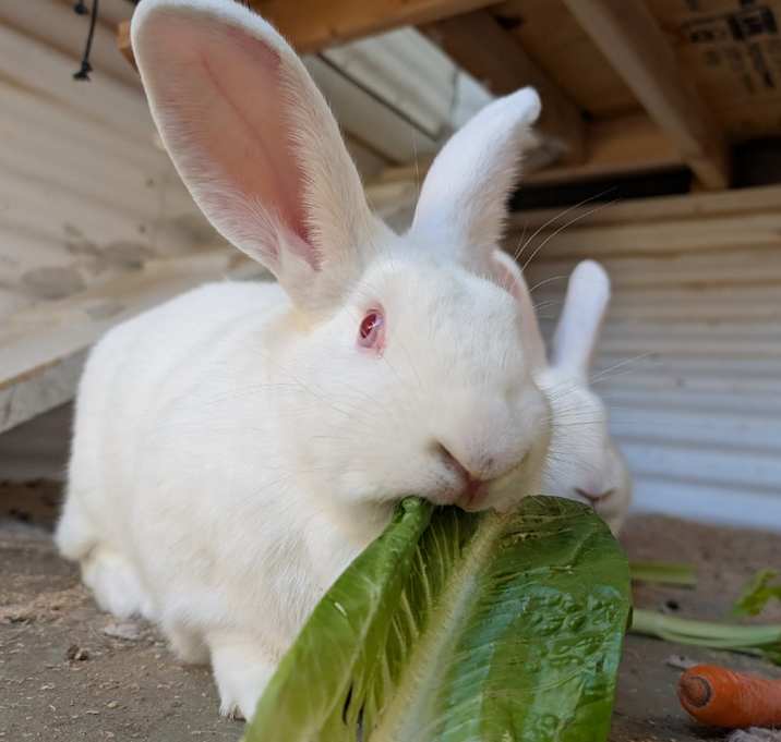 Photo of Daffodil
