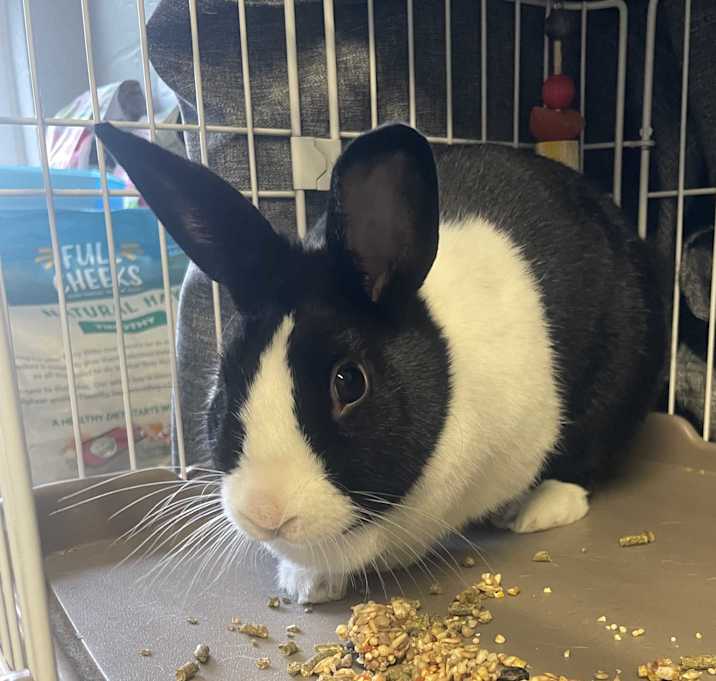 Photo of Lucky