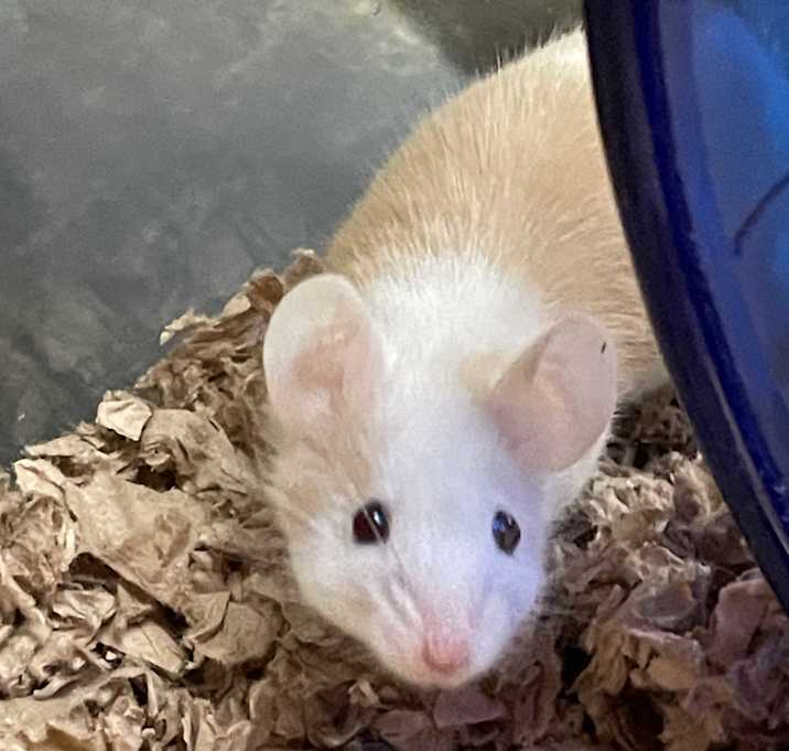 Photo of Ginger
