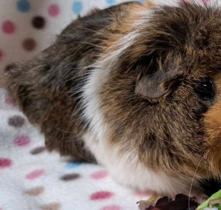 Photo of Luna