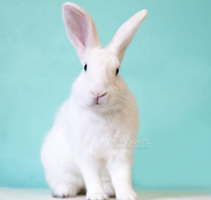 Photo of Eeyore