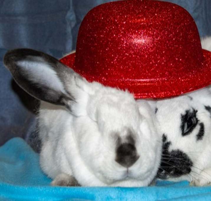 Photo of Sarah (Bonded to Perry)