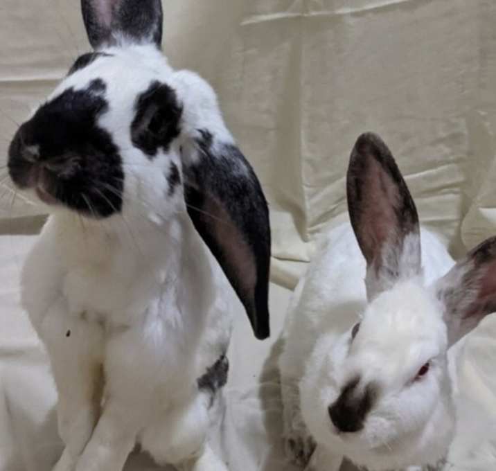 Photo of Perry (Bonded to Sarah)