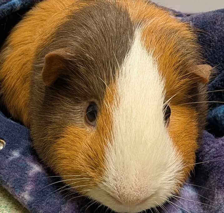Photo of Chubbs