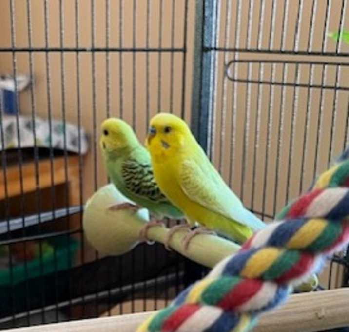Photo of Eeyore and Piper- In Foster - $30