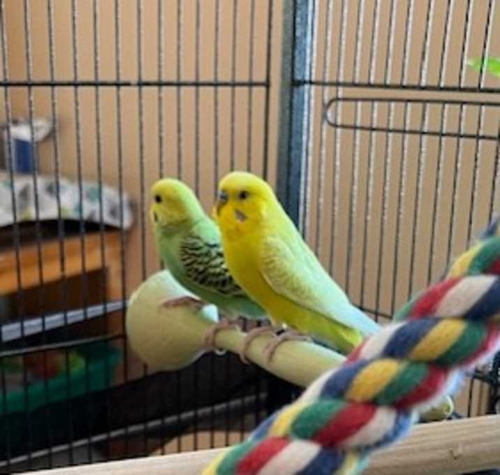 Photo of Piper and Eeyore - In Foster -$30