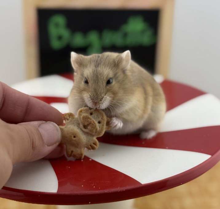 Photo of Baguette
