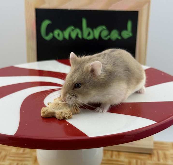 Photo of Cornbread