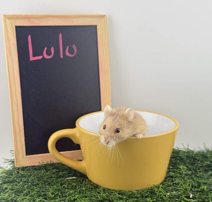 Photo of Lulu