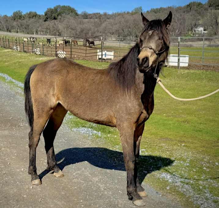 Photo of Coley