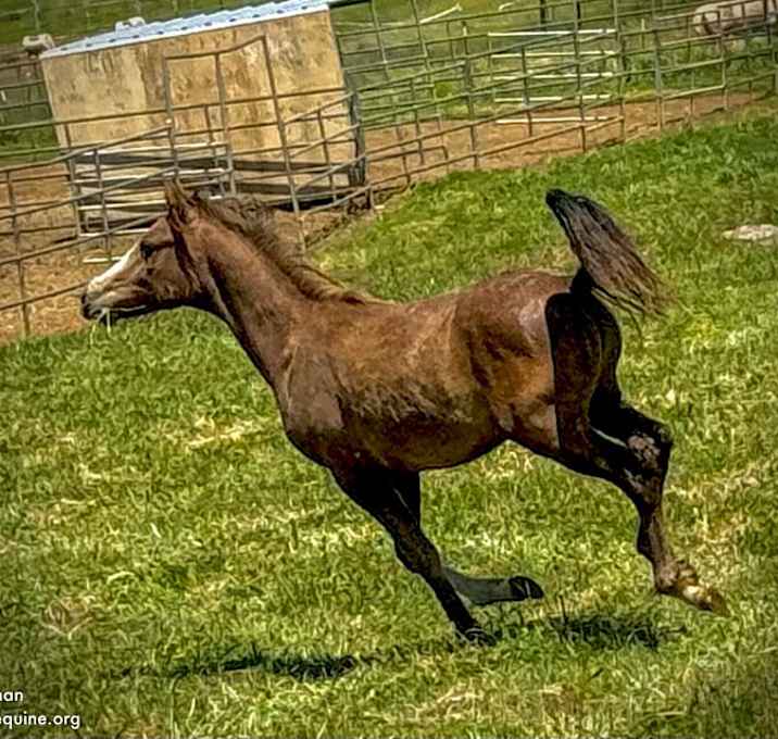 Photo of Niko