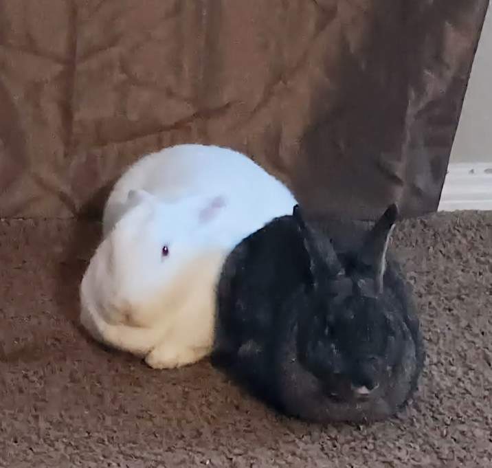 Photo of Filbert and Nugget