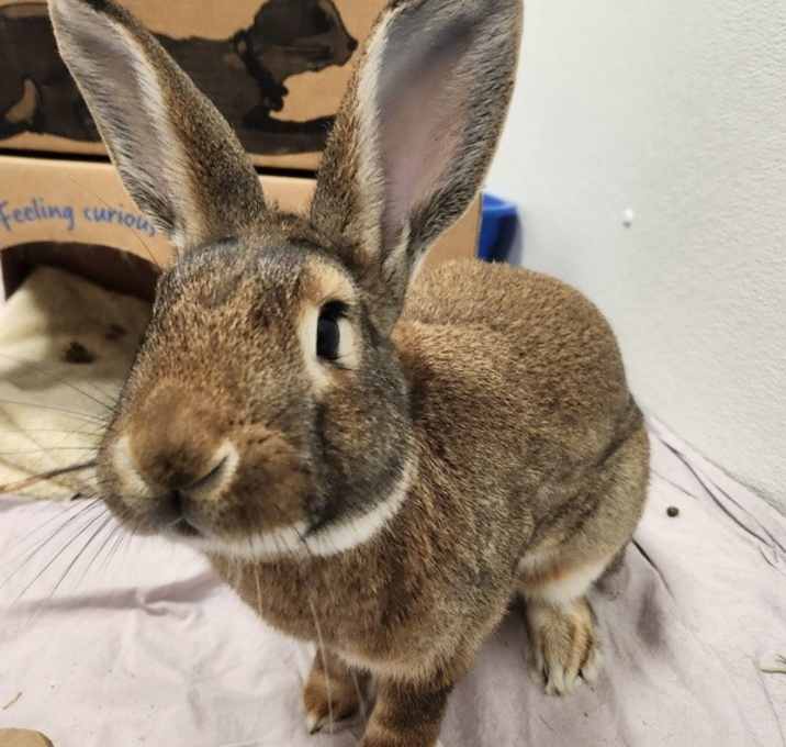 Photo of Obi Bun Kenobi