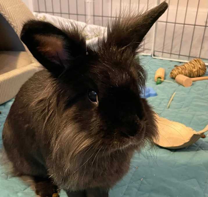 Photo of Twinkle