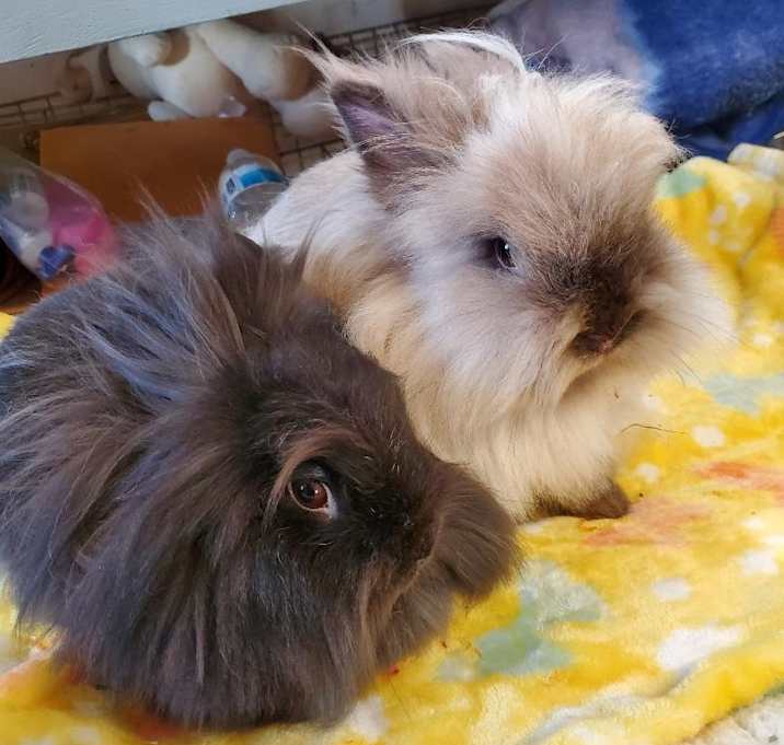 Photo of Suzie (bonded to Sable)