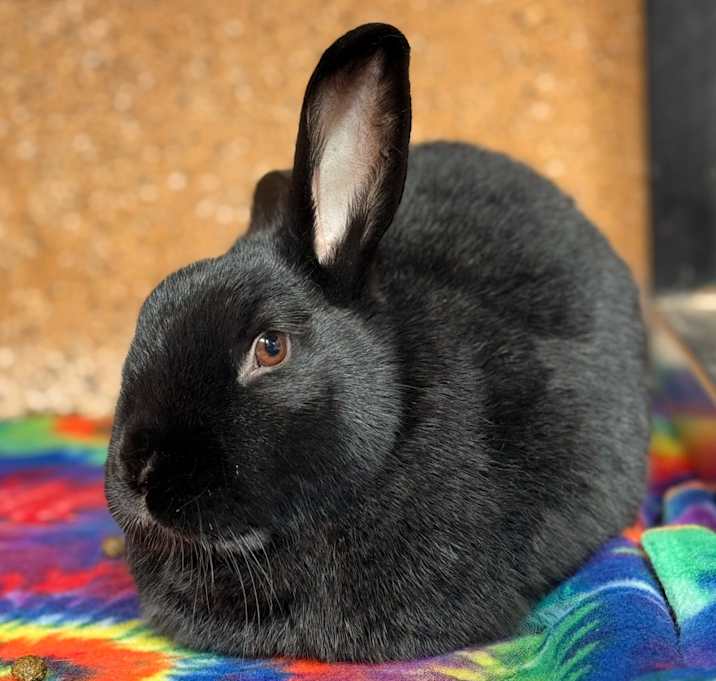 Photo of Roper