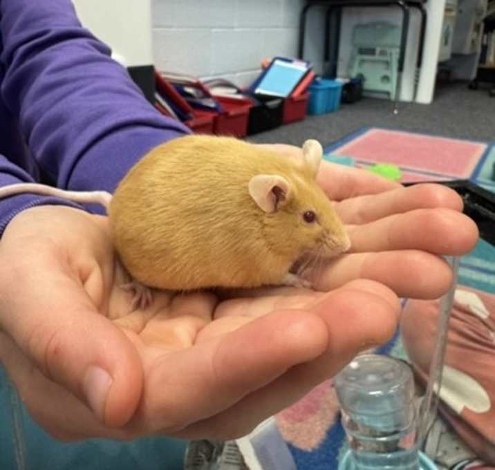 Photo of Pinky