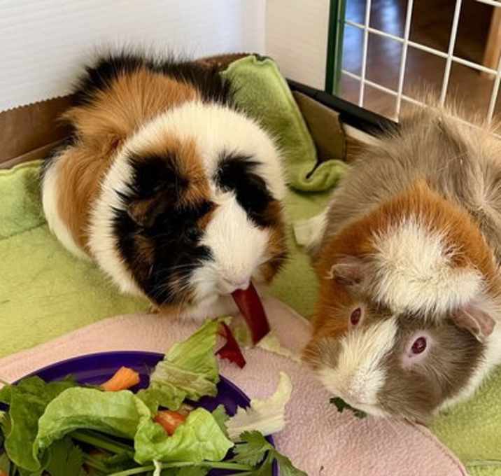Photo of Momo and Mimi