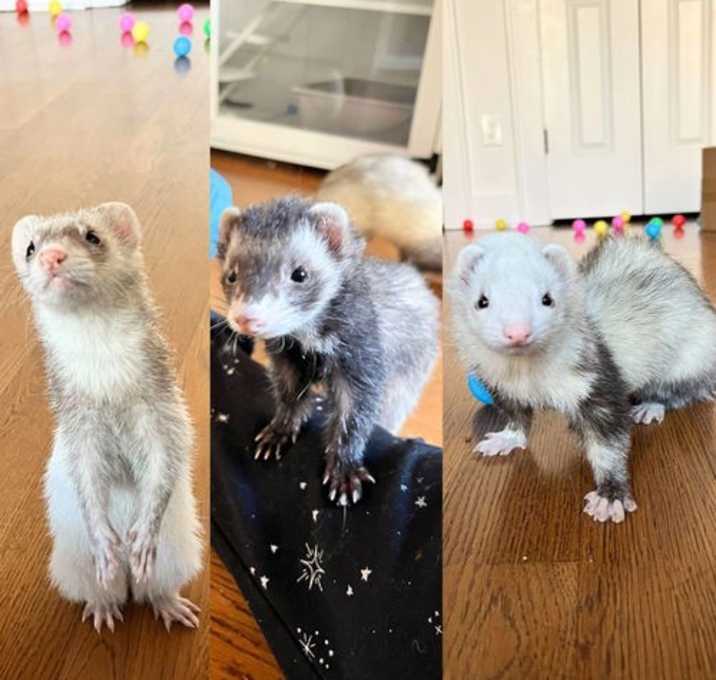 Photo of Bella & Mango & Zoey