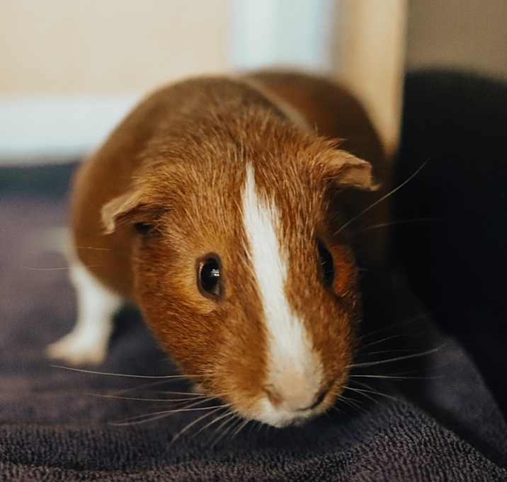 Photo of Schmidt 