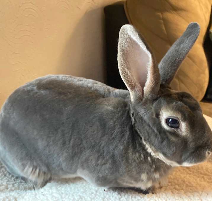 Photo of Theo