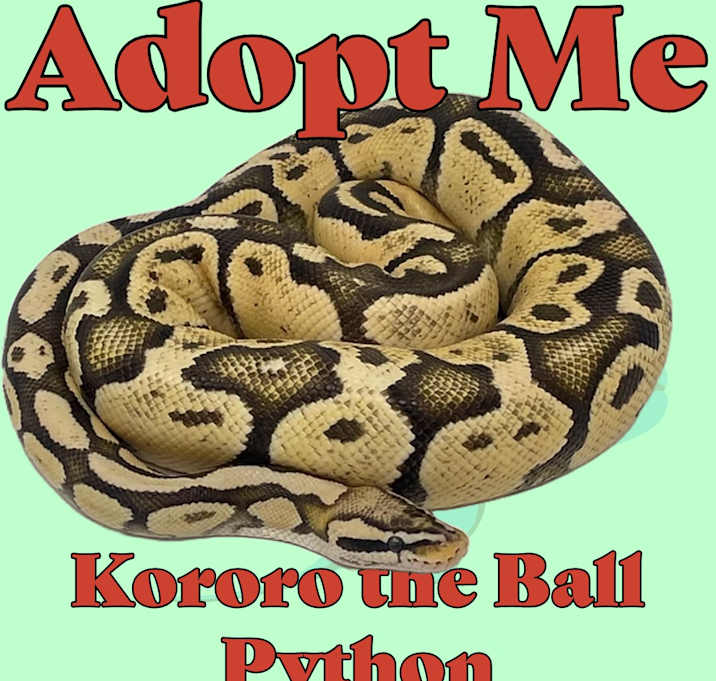 Photo of Kororo the Ball Python