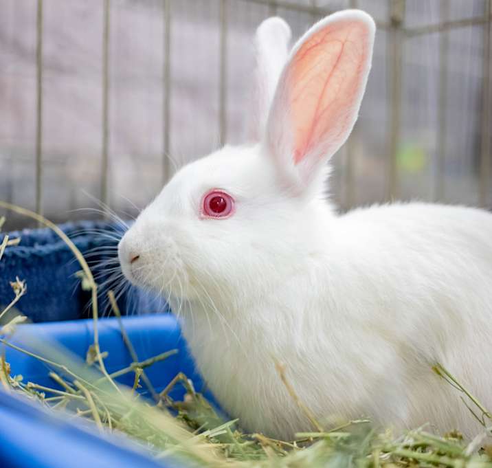 Photo of Snowy