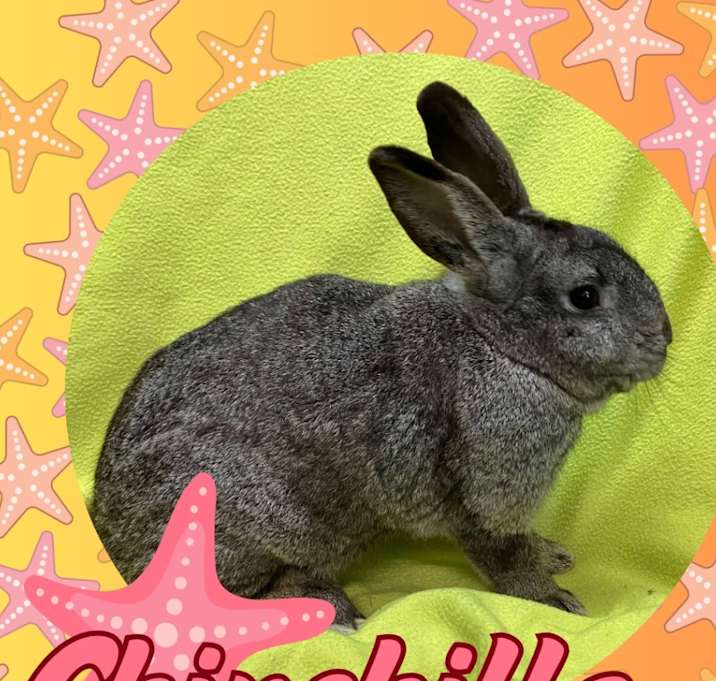 Photo of Chinchilla