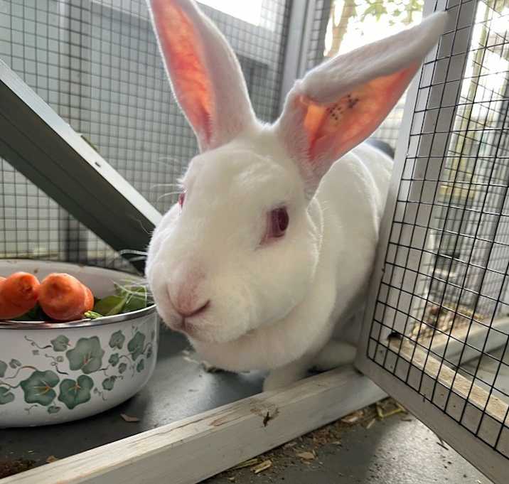 Photo of Bunnie