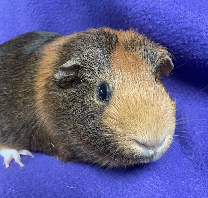 Photo of Linus