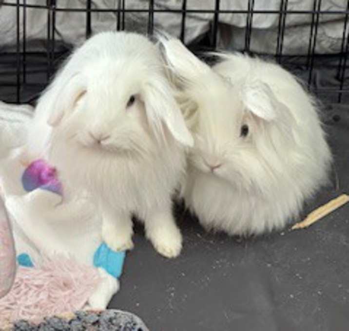 Photo of Lolly & Dandy