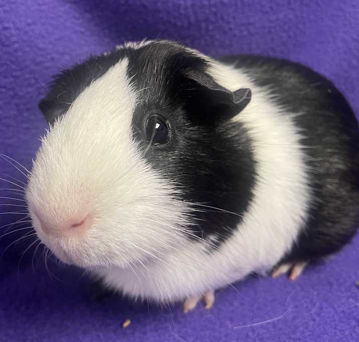Photo of Panda