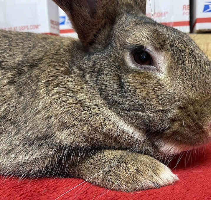 Photo of Bigwig (Bonded to Toy)