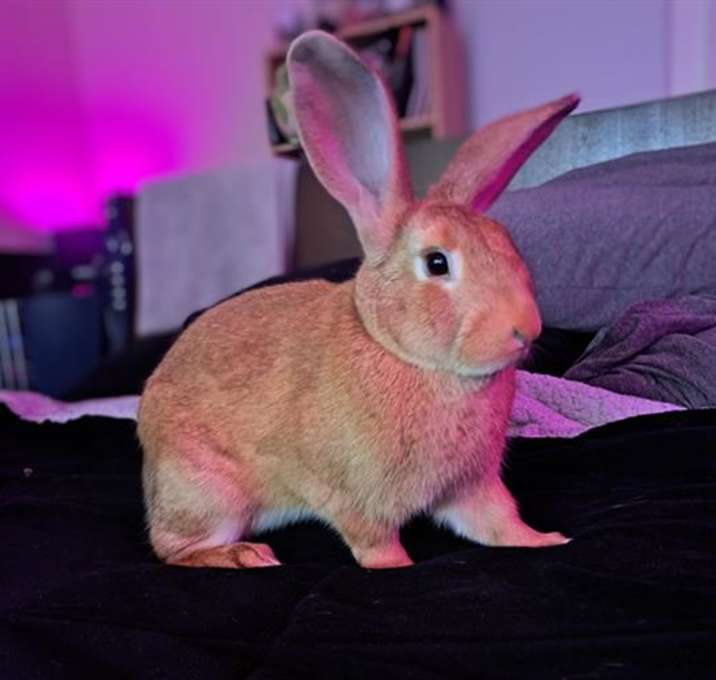 Photo of MAXIMUS