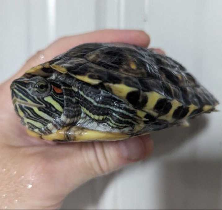 Photo of Nova