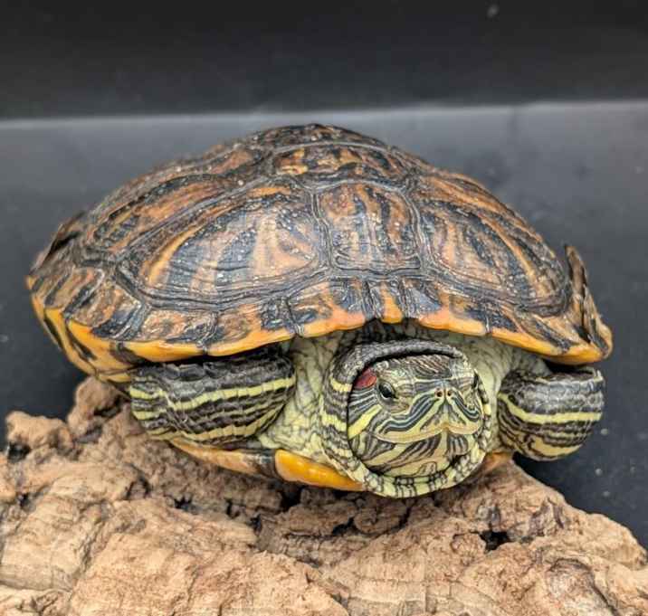 Photo of Oscar