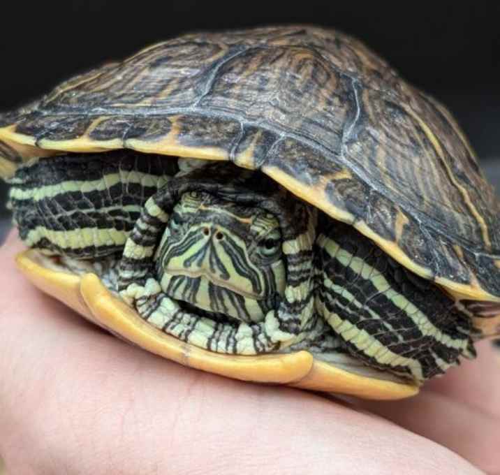 Photo of Petey