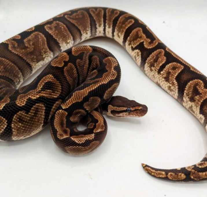 Photo of Reesa
