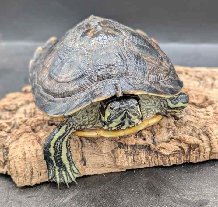 Photo of Rocky