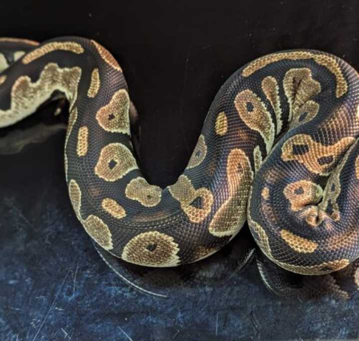 Photo of Sombra